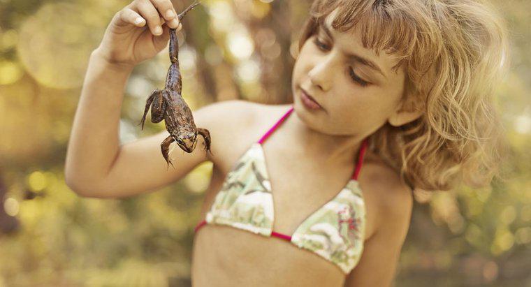 Jak się mówi, czy żaba jest chłopcem czy dziewczyną?