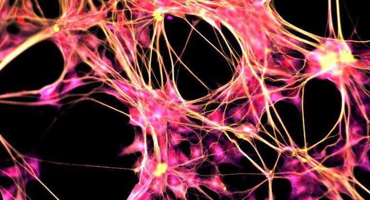 Jaki jest cel centralnego układu nerwowego?