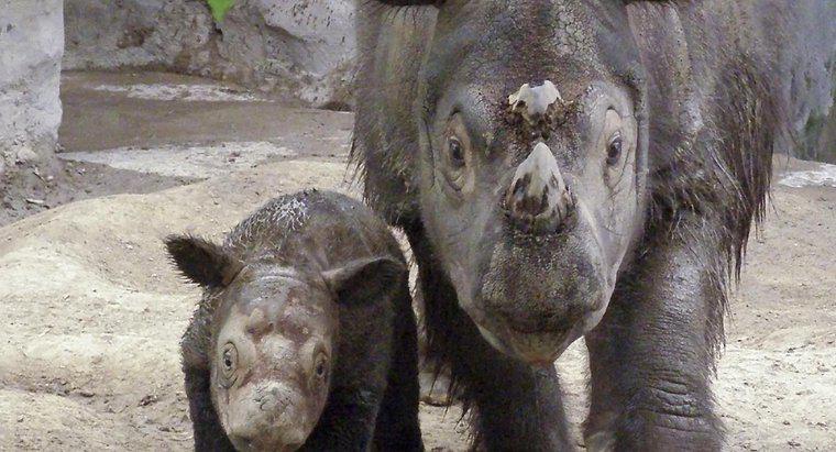 Dlaczego nosorożce są zagrożone?
