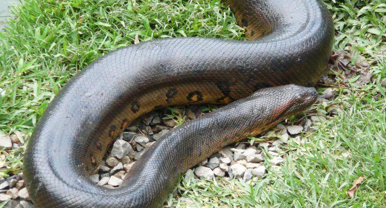 Jak szybko poruszają się anacondas?