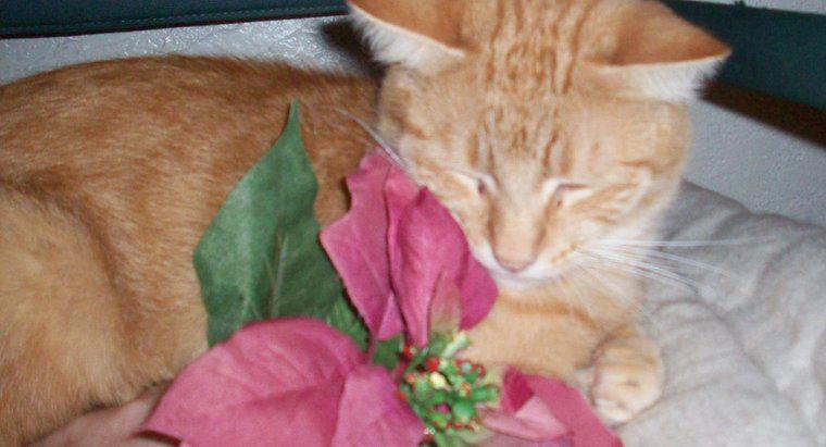 Czy rośliny poinsecjalne są trujące dla kotów?
