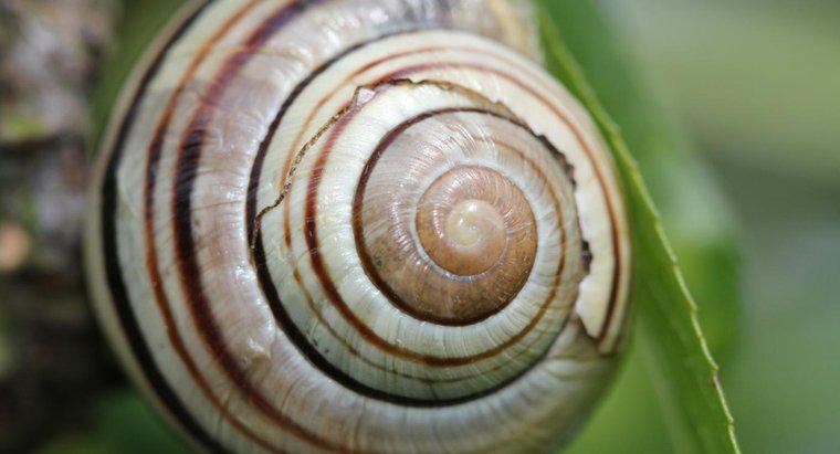 Jak rosną muszelki ślimaka?