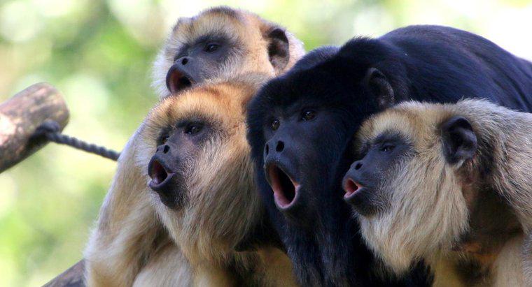 Gdzie żyją małpy rozwarte?