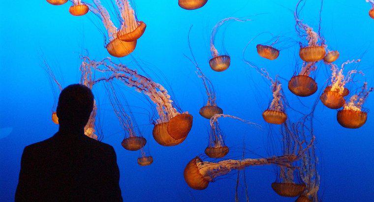 Z czego są wykonane jellyfish?
