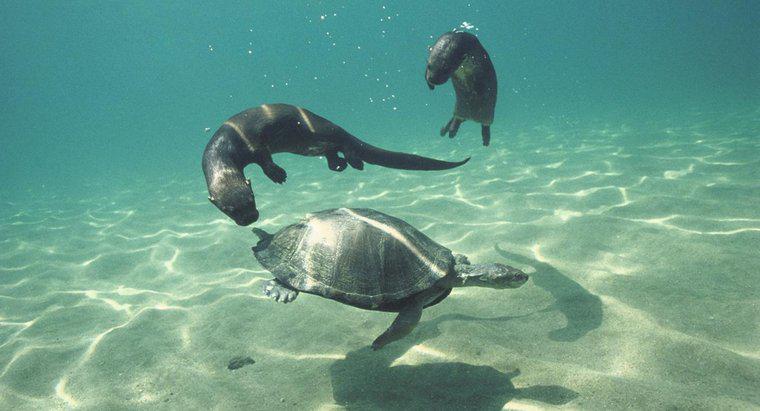 W jaki sposób zwierzęta komunikują się pod wodą?