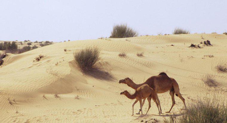 Jak wielbłądy przystosowały się do życia na piaszczystej pustyni?