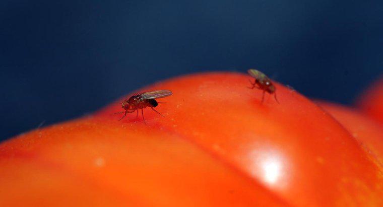 Czy domowe pułapki na muchy wnoszą więcej owocowych much do twojego domu?