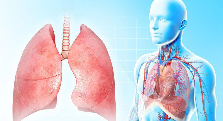 Dlaczego płuca są tak ważne?