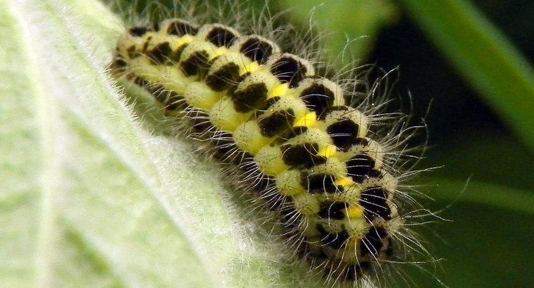 Jak rozpoznać Caterpillar?
