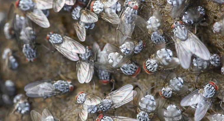 Jak długo robią muchy na żywo?