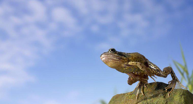Jak wysoko może skoczyć żaba?