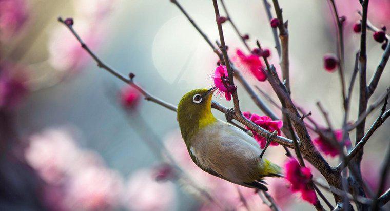 Czy potrafisz zidentyfikować ptaka na podstawie jego dźwięków?