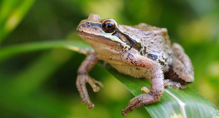 Co robią żaby drzewa na Pacyfiku?