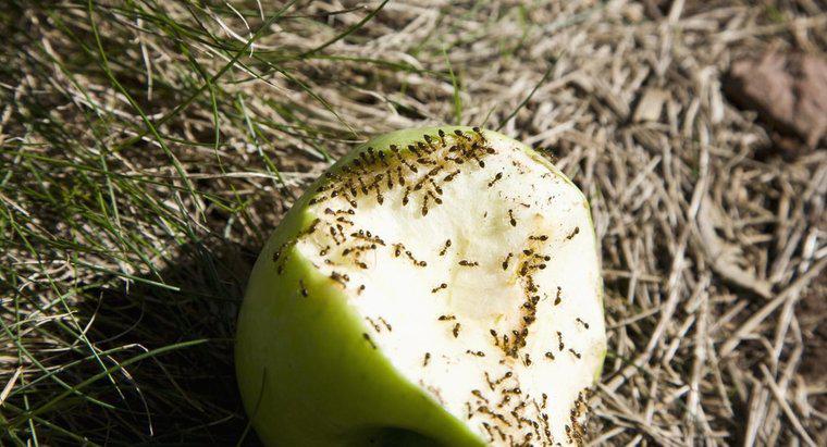 Co jeść mrówki?