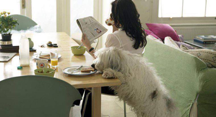 Jakie rodzaje jedzenia stołowego mogą jeść psy?