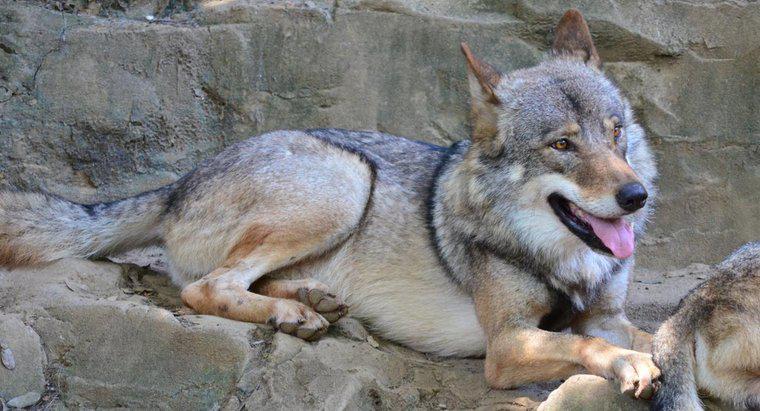 Jakie jest naturalne środowisko szarego wilka?