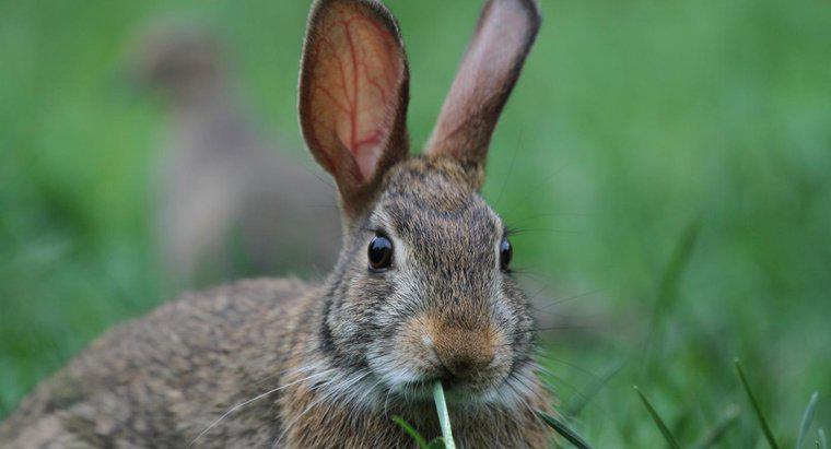 Co robią króliki Cottontail?