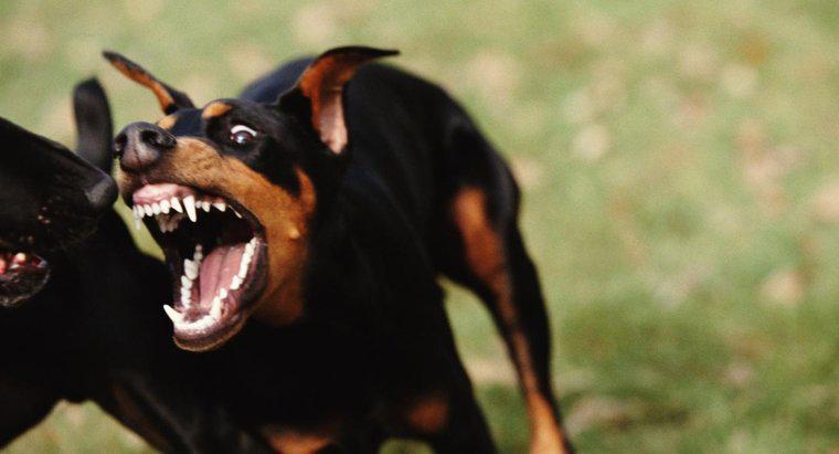 Kim jest 10 najbardziej agresywnych psów?