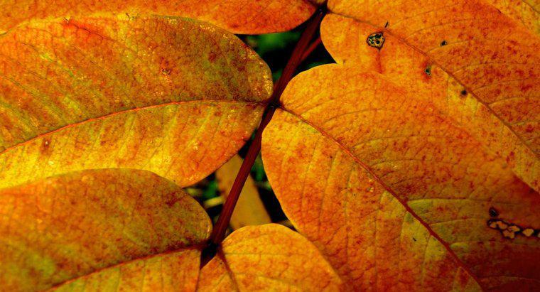 Czym jest żółty pigment w liściach?