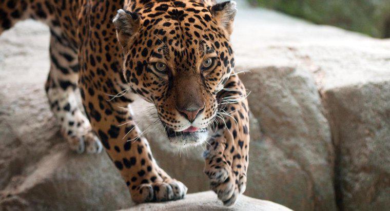 Gdzie żyją jaguary?