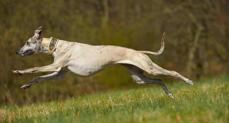 Kto wygrałby wyścig Whippet Vs. Greyhound?