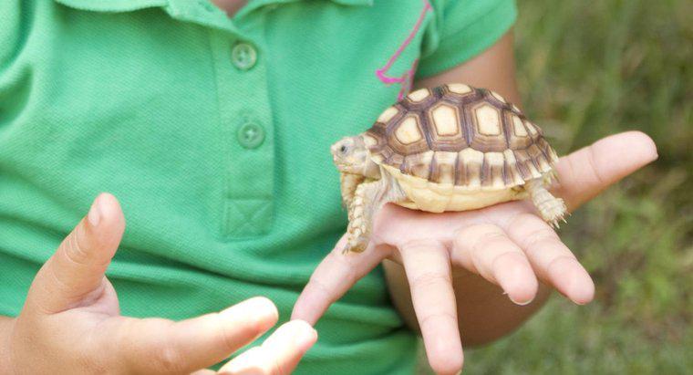 Jakie jest najlepsze jedzenie dla żółwia domowego?