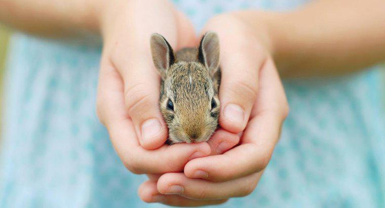 Jakie są fakty królików odpowiednie dla dzieci?
