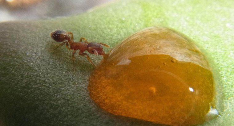 Co jedzą miodowe mrówki?