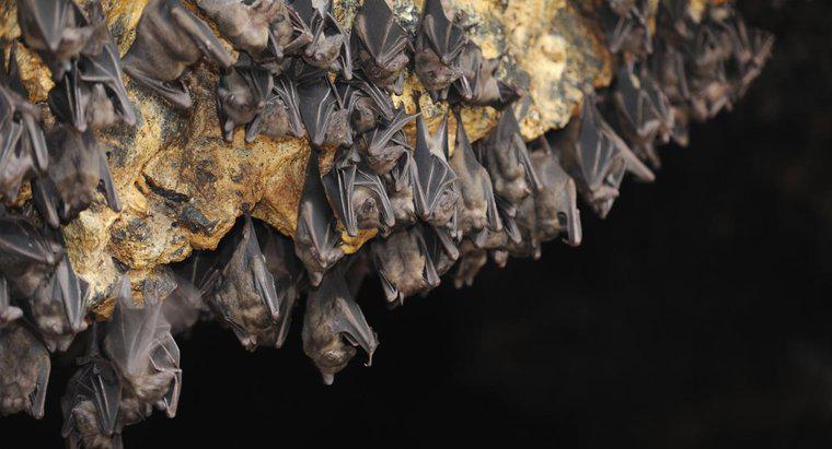 Czym jest naturalne siedlisko nietoperzy wampirycznych?