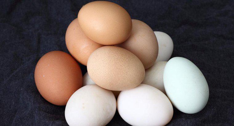 Ile czasu zajmuje jajo kurzę do kresu?