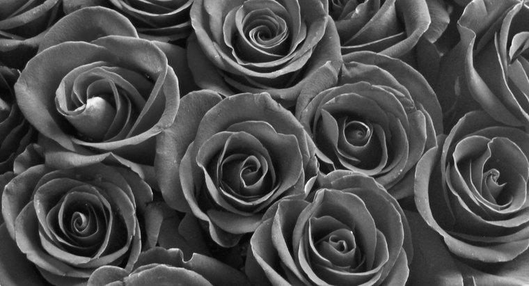 Jak powstają czarne róże?