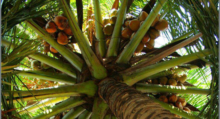 Jak rozpraszają się nasiona kokosowe?