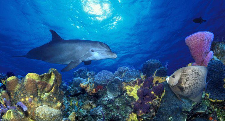 Czy Delfiny żyją w rafach koralowych?