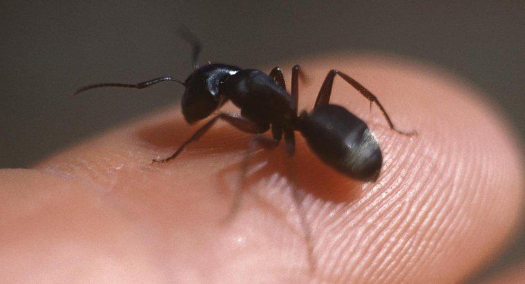 Jak rozpoznać mrówki Carpentera?