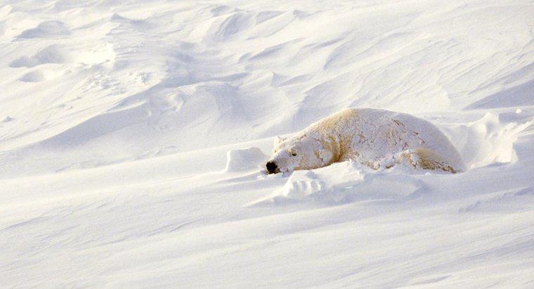 Gdzie śpią niedźwiedzie polarne?