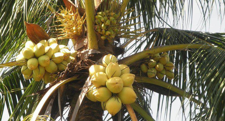 Jakie zwierzęta spożywają orzechy kokosowe?