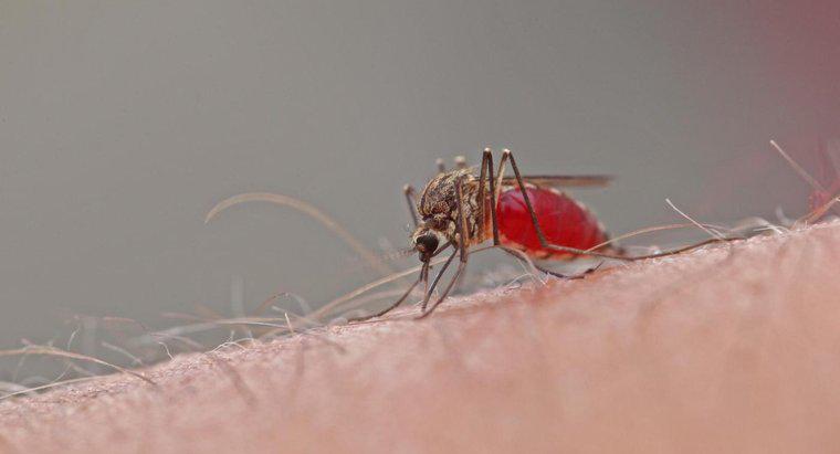 Jak długo robią komary?