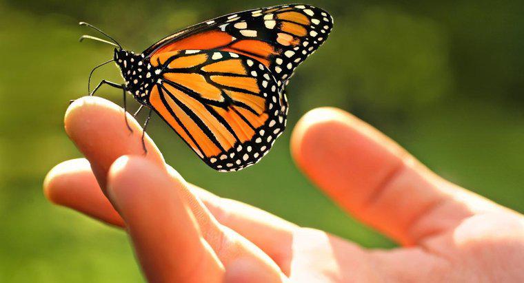 Jakie są fakty na temat motyli Monarch?