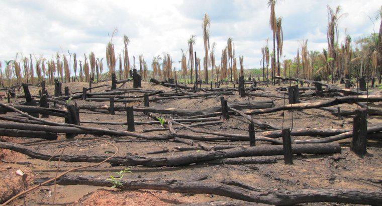 Dlaczego deforestacja jest złą rzeczą?