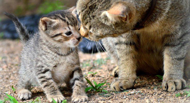 Jak odseparować kocięta od kota macierzystego w celu adopcji?