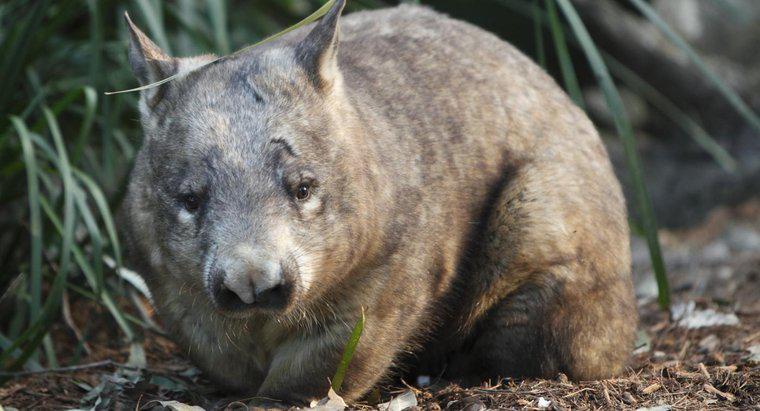 Co Wombats Eat?