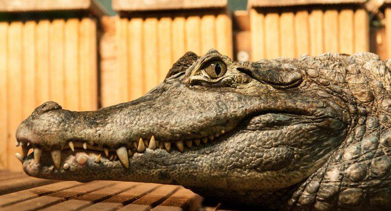 Jakie są adaptacje krokodyla?