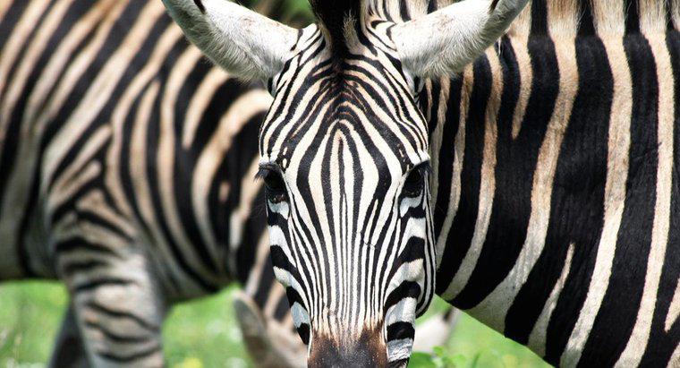 Ile pasków ma Zebra?