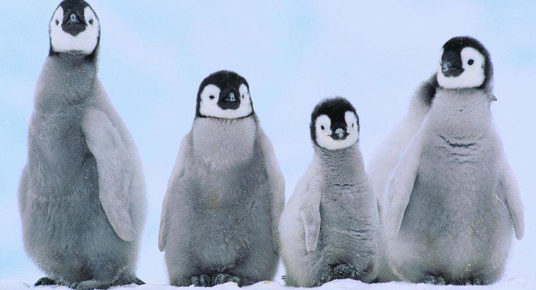 Jakie są pingwiny dla dzieci?