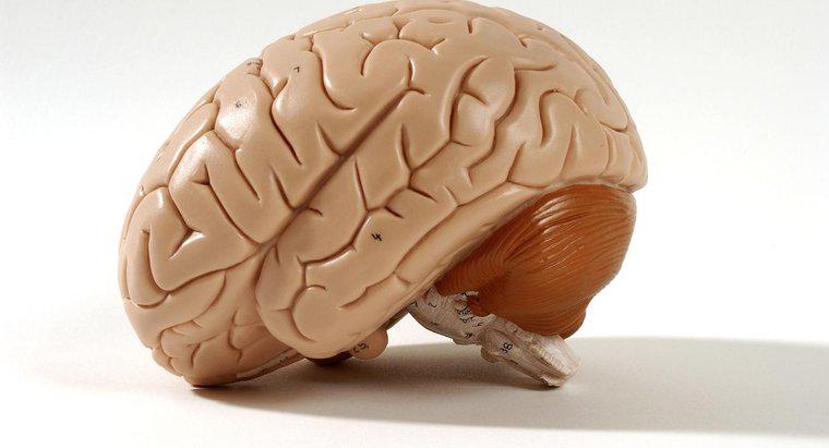 Co robi przysadka mózgowa?