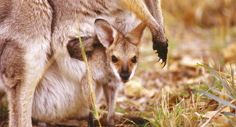 Co nazywa się torebka kangura?
