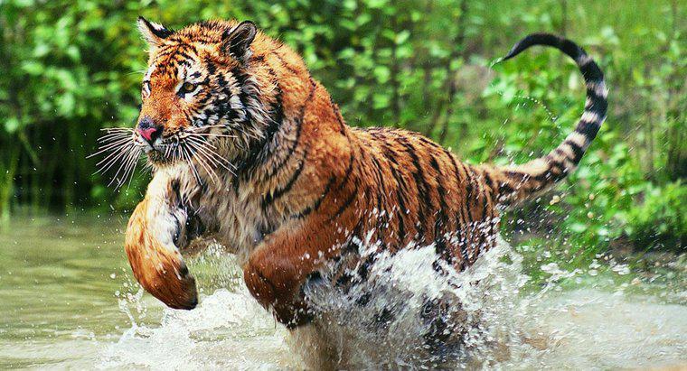 Dlaczego zagrożone są tygrysy bengalskie?