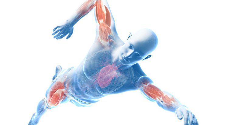 Jakie są główne mięśnie konturowe ciała?