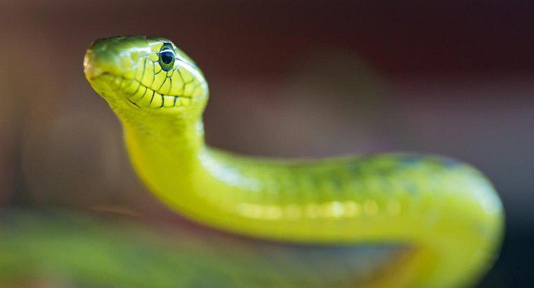 Co to jest Green Mamba Snake?
