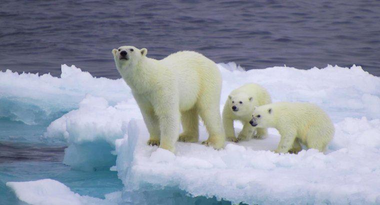 Czy niedźwiedzie polarne są białe przez cały rok?